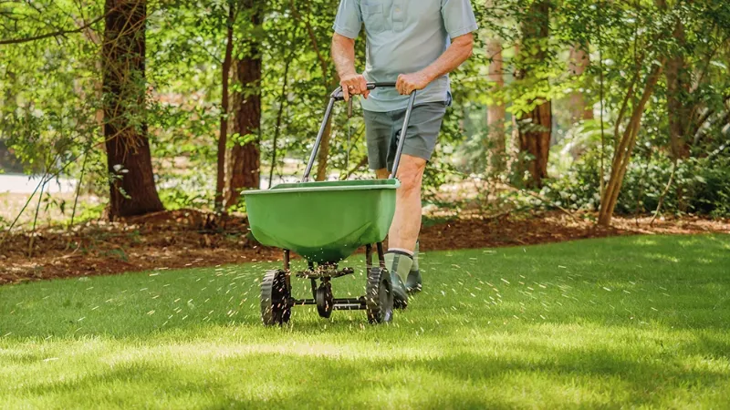 Traditional lawn Seeding