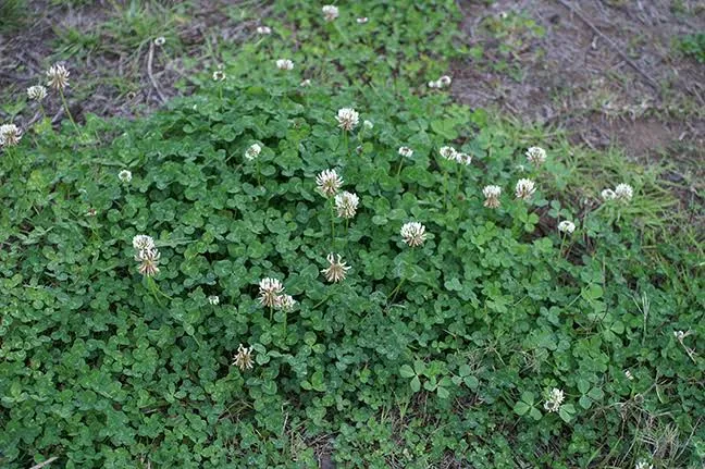 White Clover