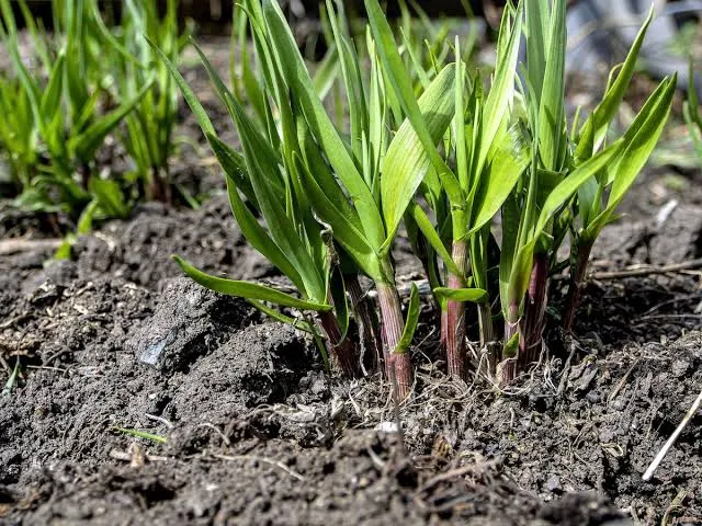 Wild Garlic / Wild Onion