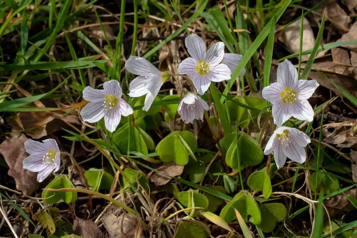 Woodsorrel (Oxalis)