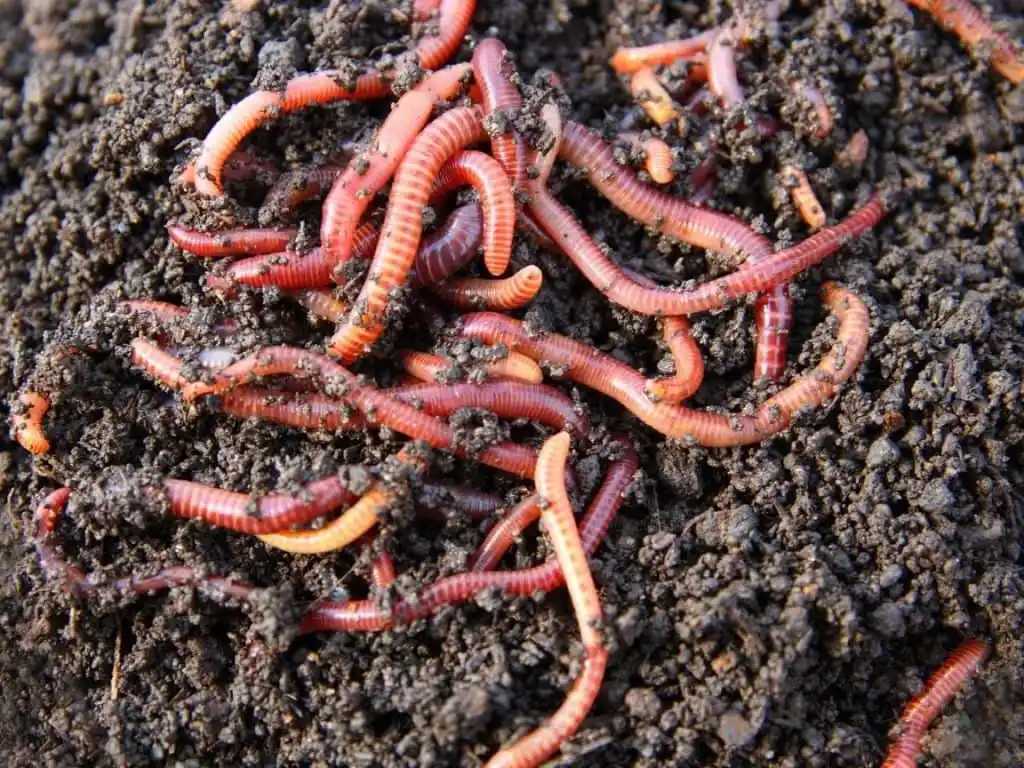 earthworm castings in lawn