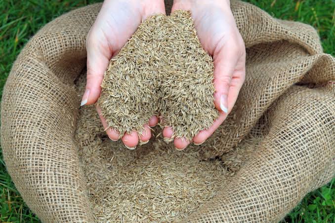 how long does grass seed last in the bag secound example of storage