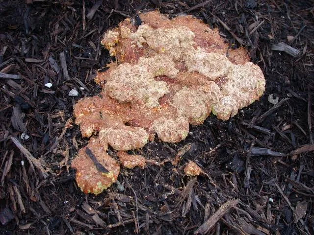mold on light black mulch