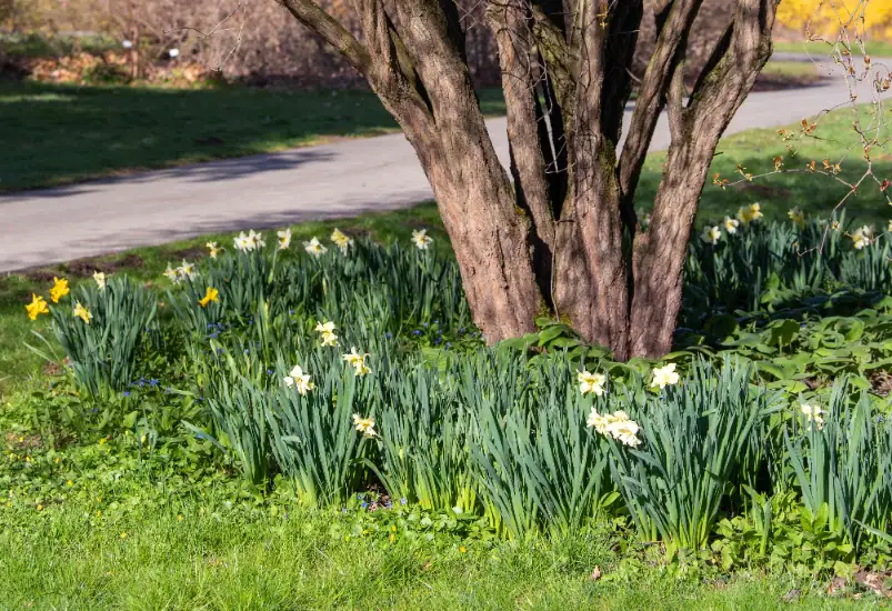 Add Native Ferns and Woodland Perennials