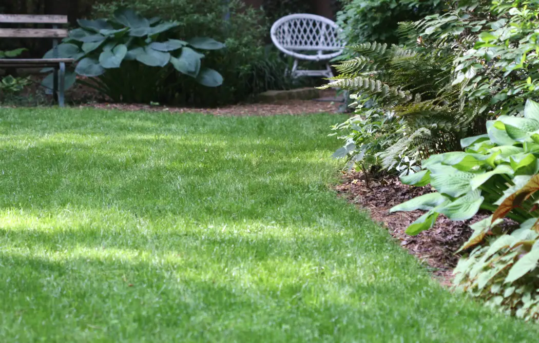 Best summer grass