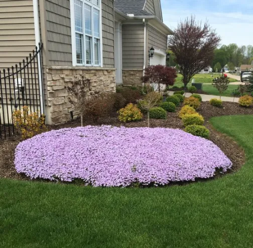 Creeping phlox
