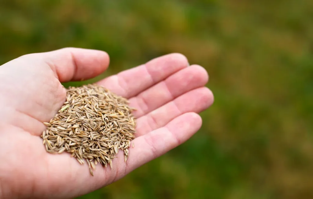Does Grass Seed Go Bad?