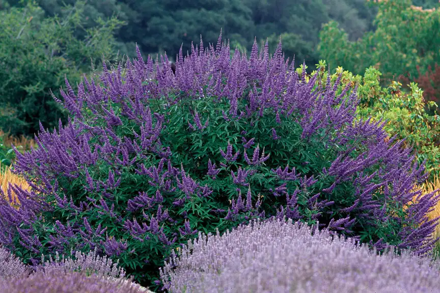 Drought-Tolerant Shrubs