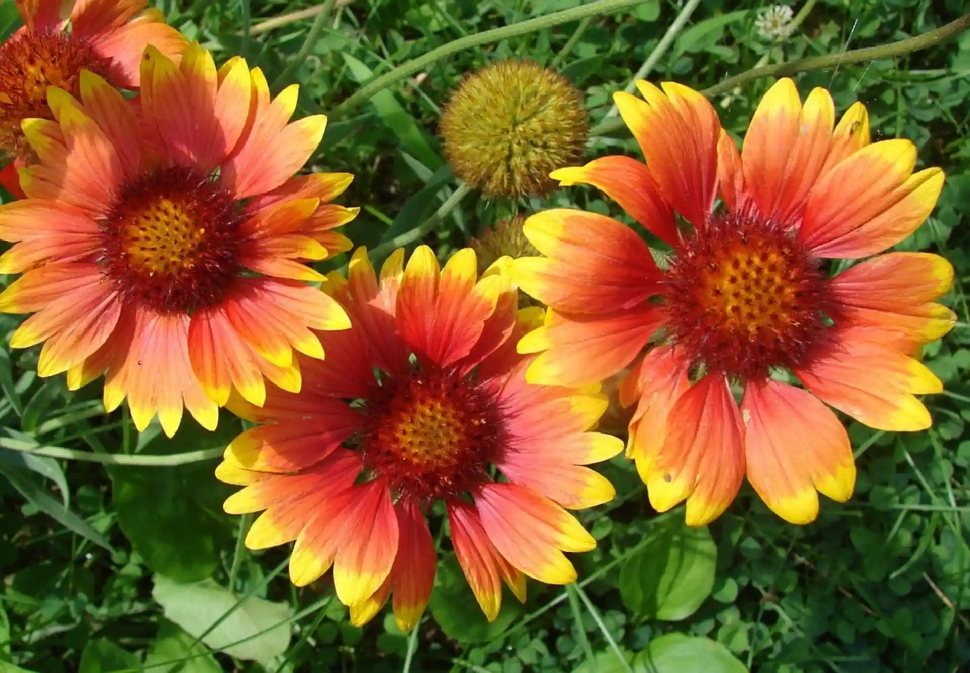 Gaillardia,