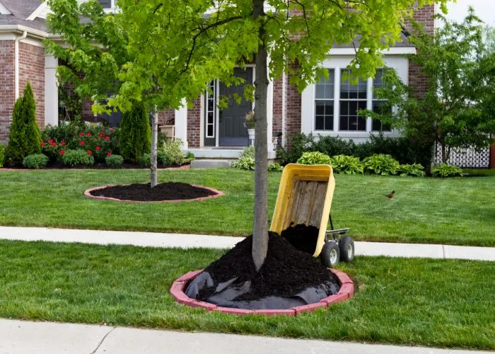 Landscaping Ideas Around Tree Roots