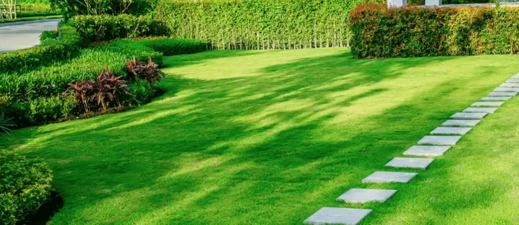 Late Summer Lawn Care