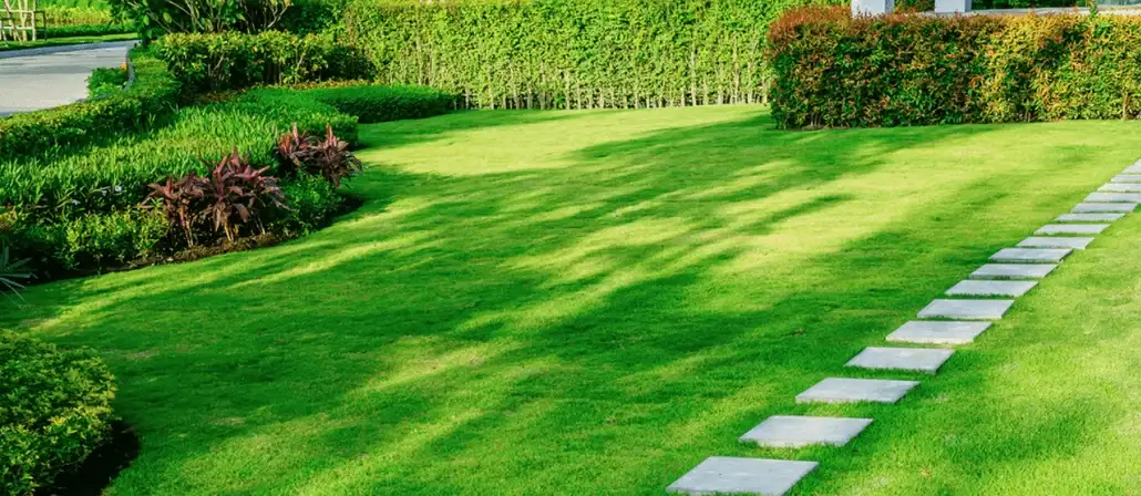 Late Summer Lawn Care