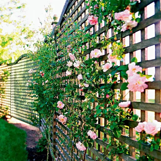 Lattice panels with climbing vines