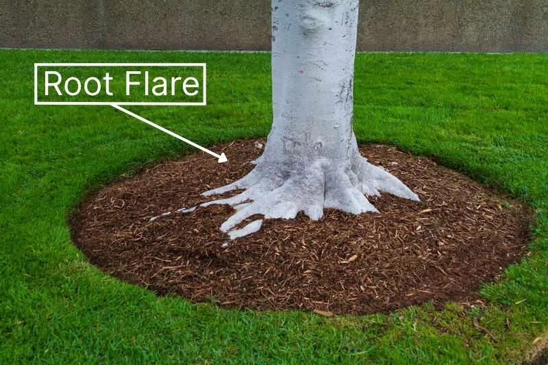 Mulch Ring Around Tree Roots