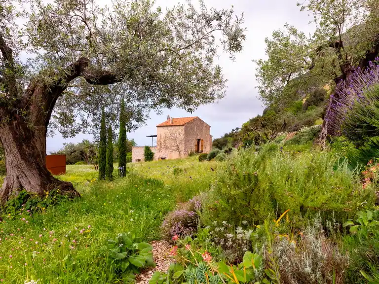 Native Hillside Garden