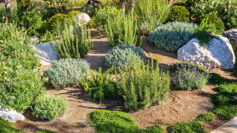 Slope-Hugging Ground Cover