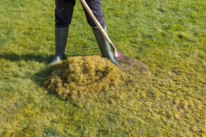 Transition Zone Lawns