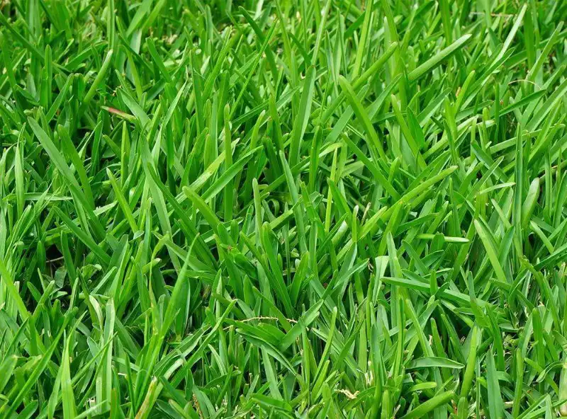 Annual Ryegrass