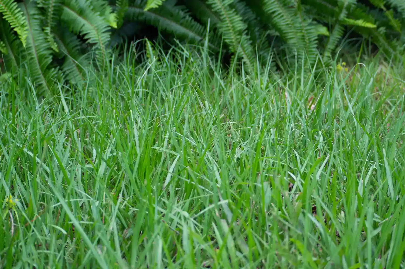 Bahia Grass