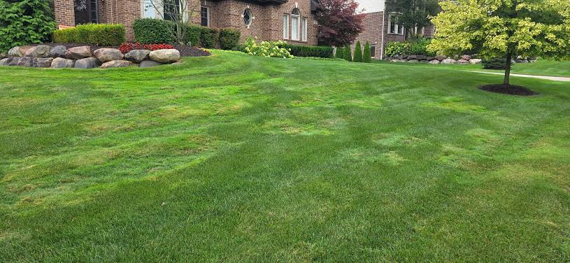 Bentgrass