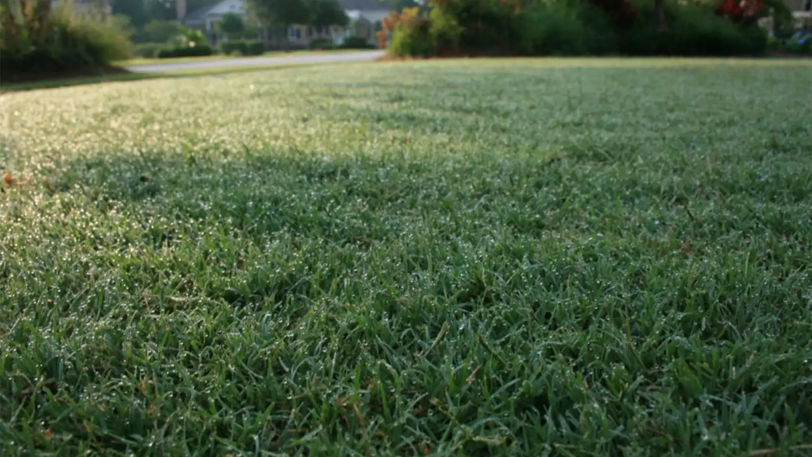 Bermuda Grass