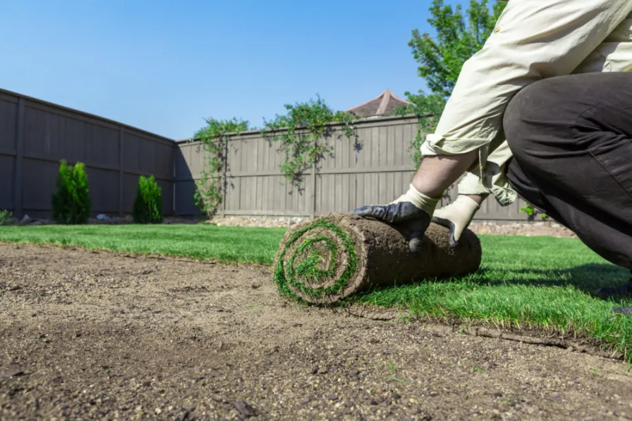 Best Time to Lay Zoysia Sod