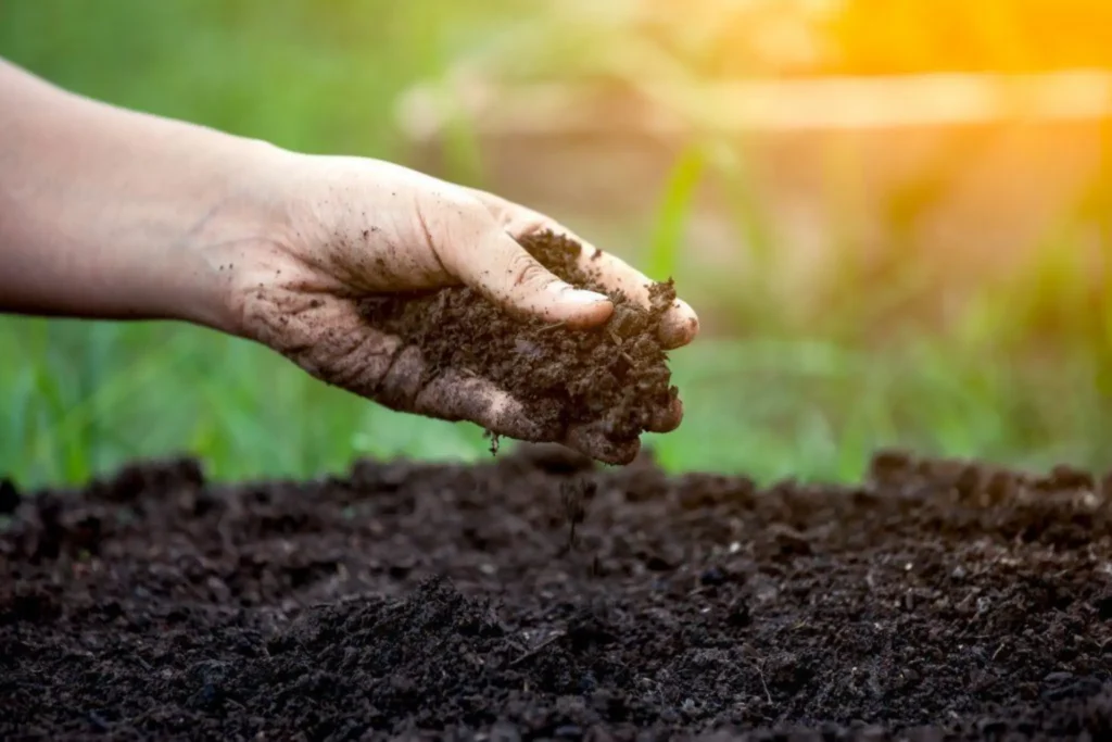 Compost for Your Lawn