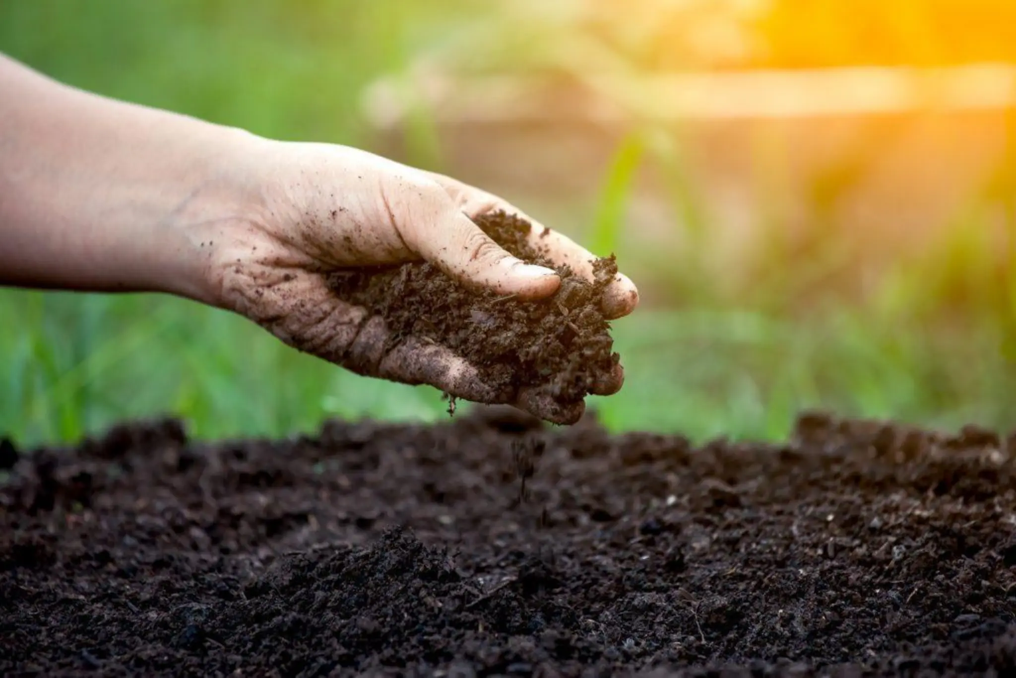 Compost for Your Lawn