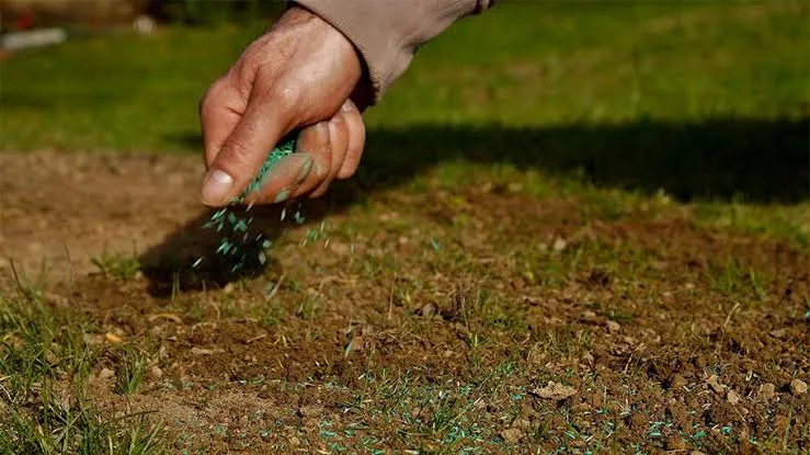 Overseeding an Existing Lawn