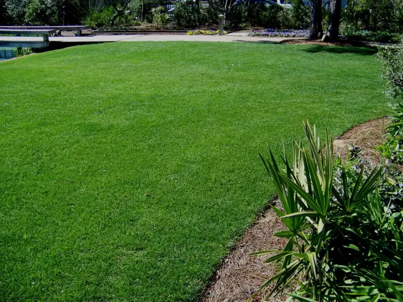 Perennial Ryegrass