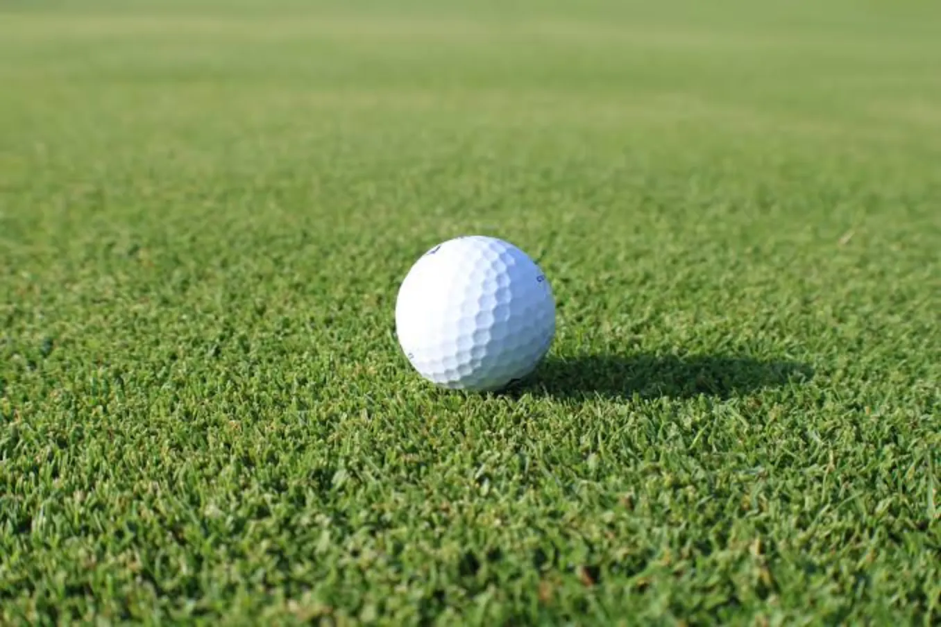 Seashore Paspalum