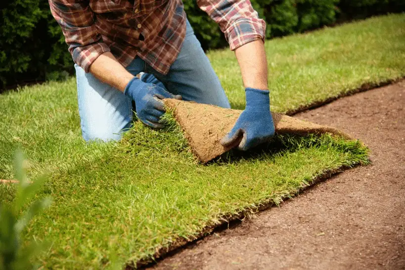 Sod Installation Cost