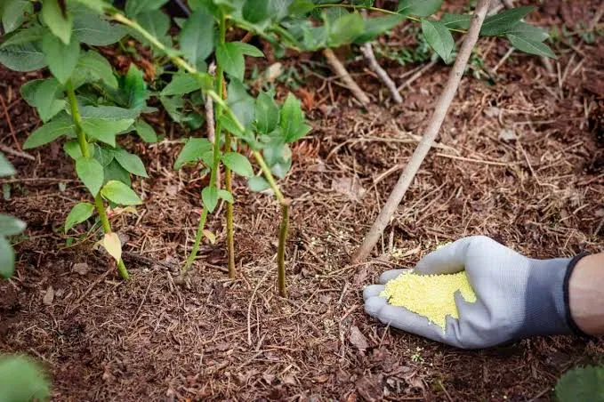 Sulfur for Alkaline Lawn Soil
