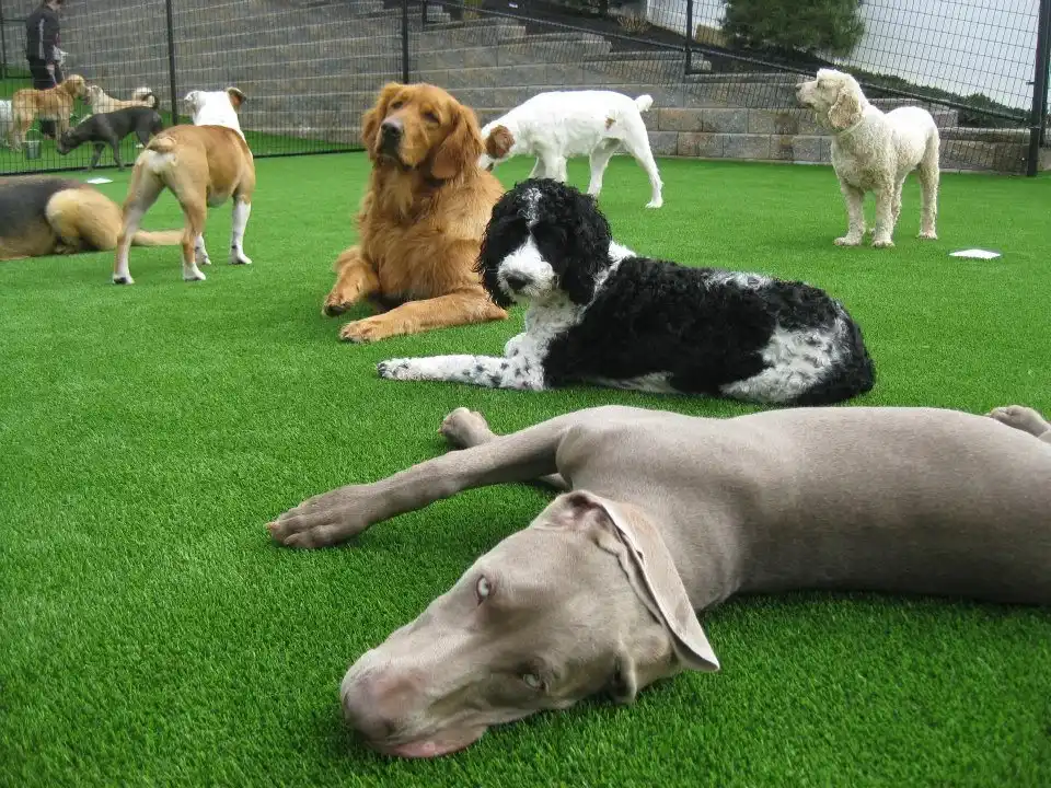 artificial turf for dogs