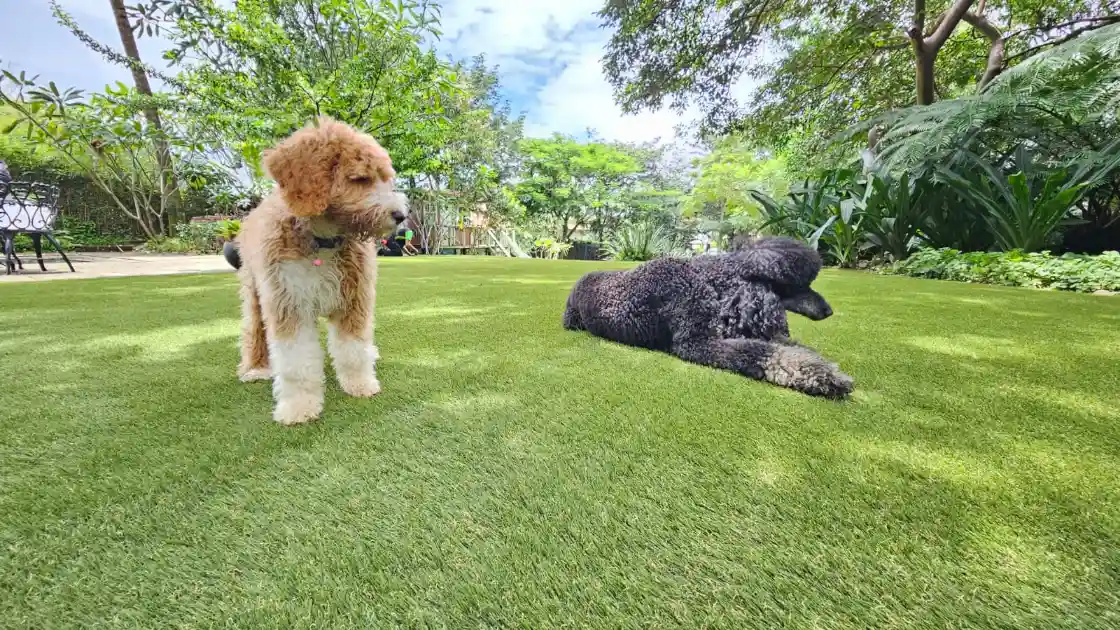 cost of synthetic grass per square foot