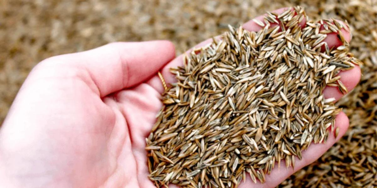 grass seed