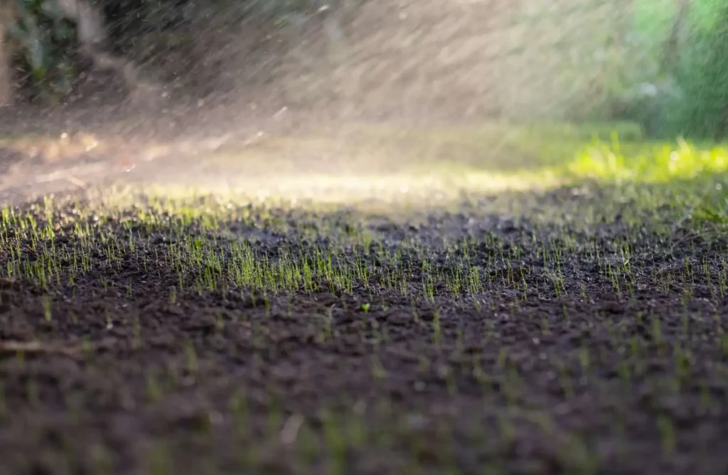 new lawn seed watering schedule