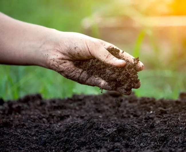 soil amendments for lawn