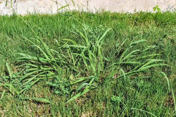 Crabgrass Pre Emergent