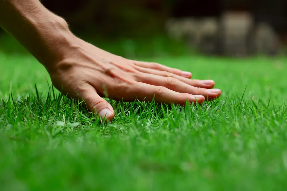 Drought Resistant Grasses for Lawns