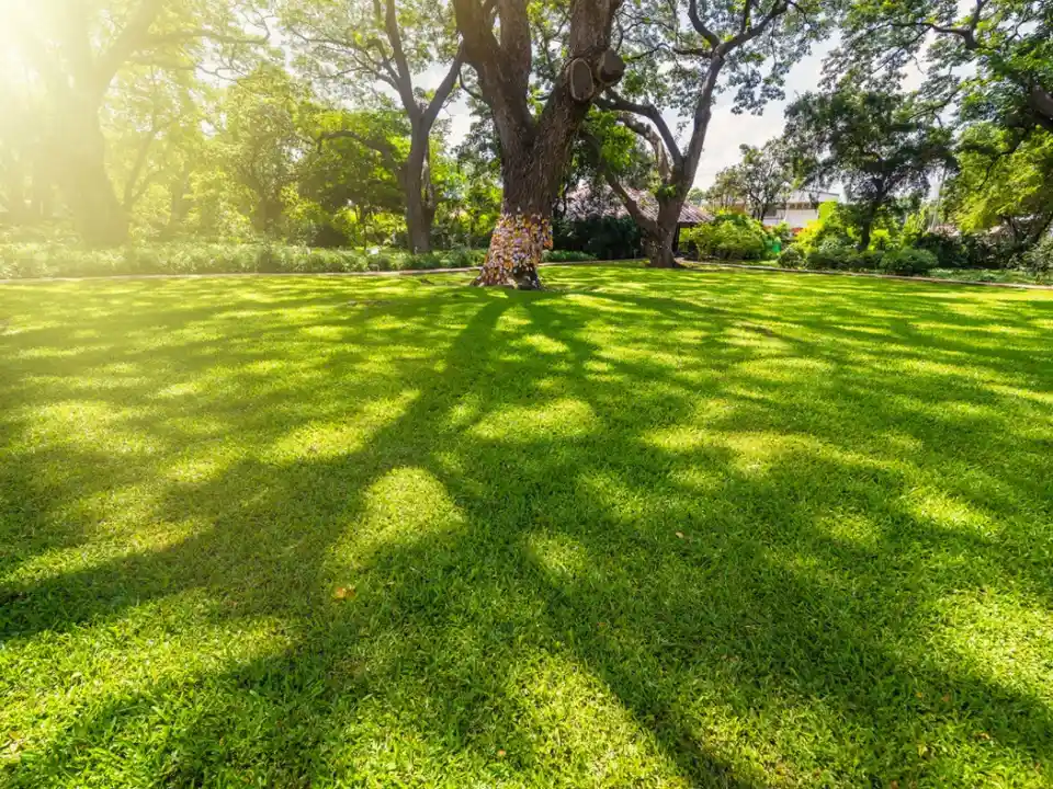 Shade Tolerant Grass