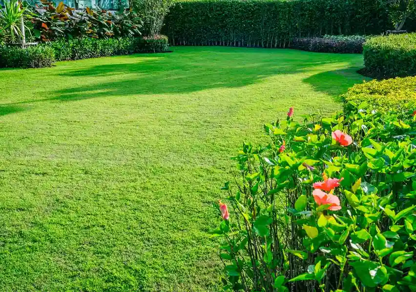 Spring Lawn