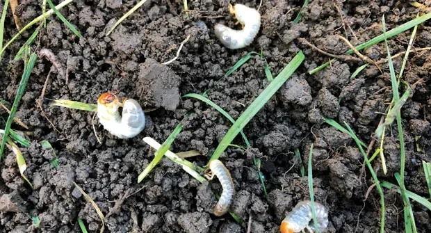 grub control products for lawns
